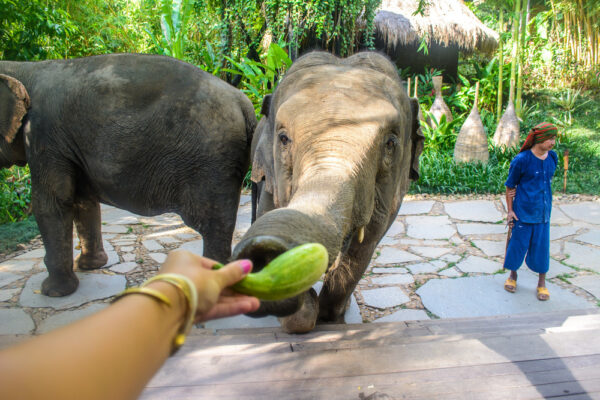 The Luxury Travel Agency loves elephants!