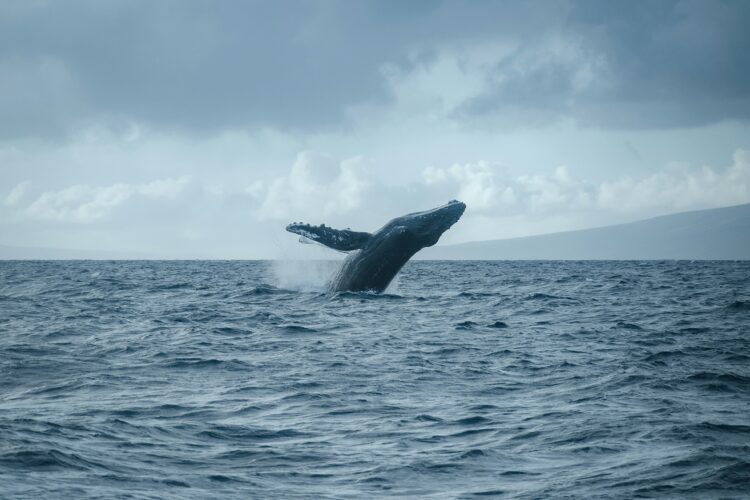 Humpback whale breaching off the coast of Maui Hawaii — luxury family beach vacation experiences in Hawaii