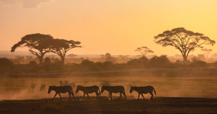 African safari sunset with wildlife silhouettes in Kenya or Tanzania