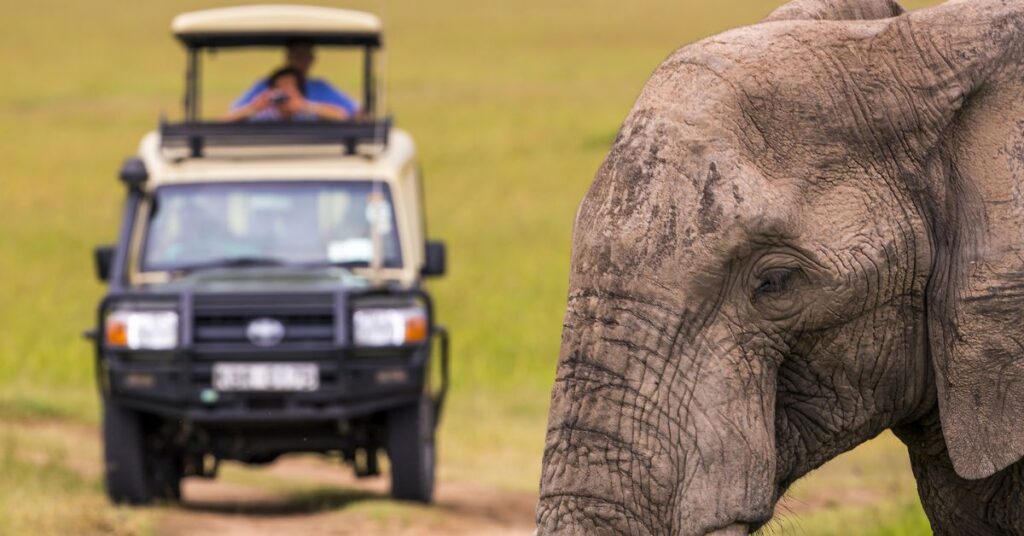 safari In africa
