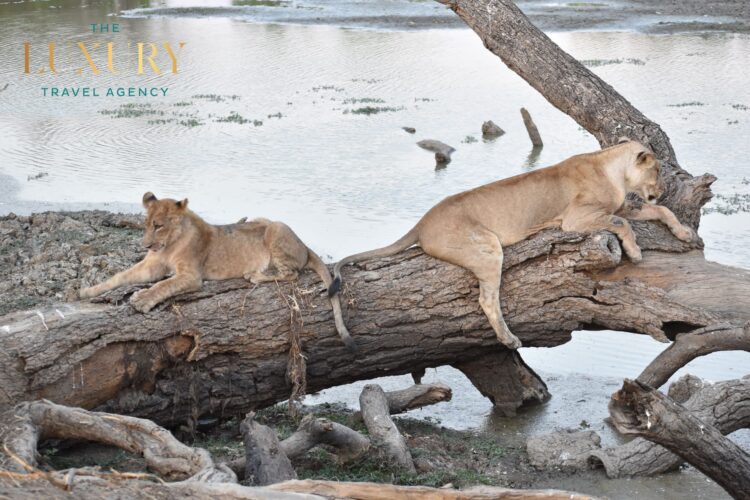 Lioness and cub lounging on a fallen tree during an African safari by a watering hole
