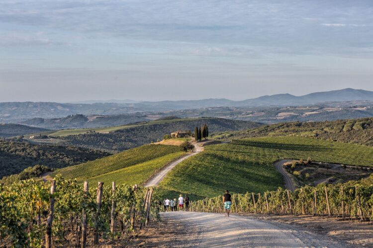 Scenic vineyard trails at Rosewood Castiglion del Bosco in Tuscany – luxury hotel experience with countryside views and wine experiences