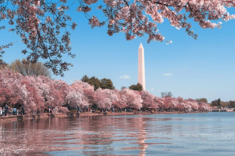 Washington DC Tidal Basin cherry blossoms with Washington Monument