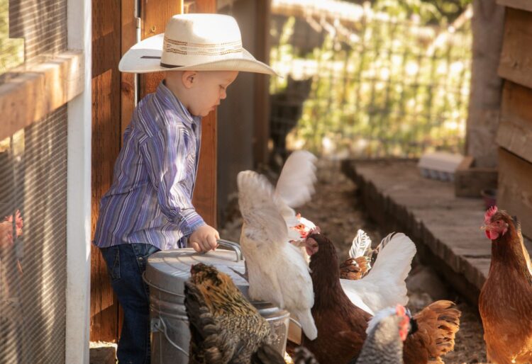 Child feeding chickens at The Lodge at Blue Sky Auberge Resorts Utah family ranch experience