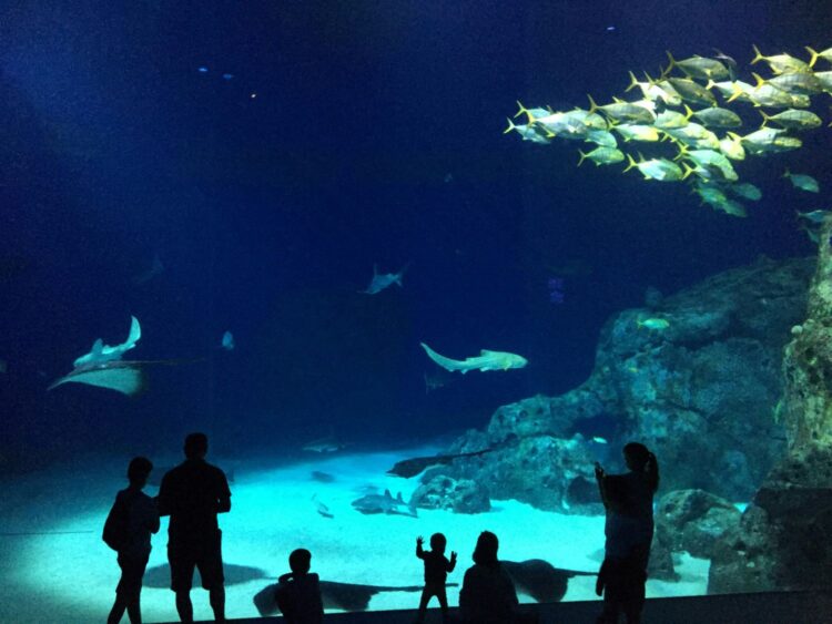Families exploring the National Aquarium in Baltimore—an enriching highlight of a luxury family urban vacation.
