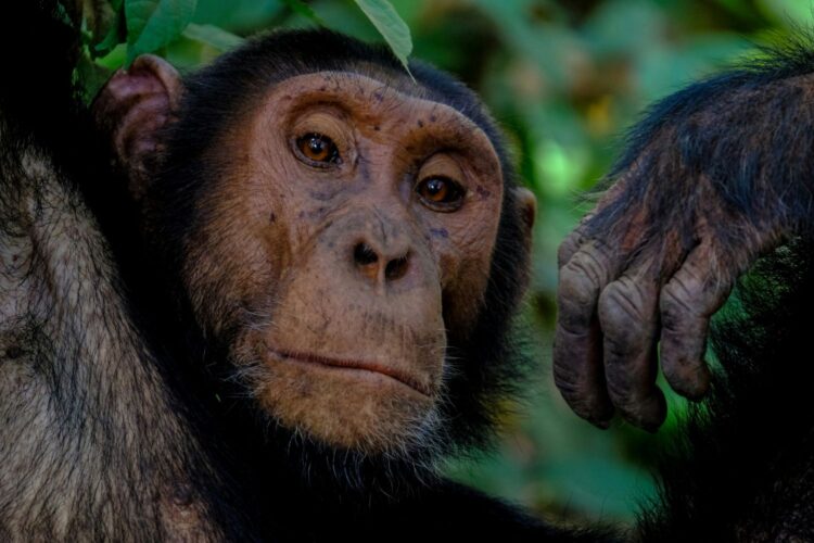Close-up of a chimpanzee resting in the trees, gazing calmly into the camera
