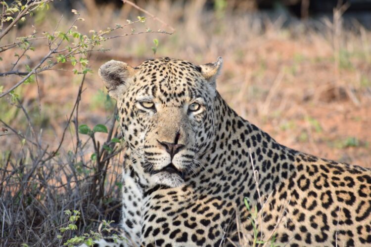 Leopard resting in the grass with an intense gaze