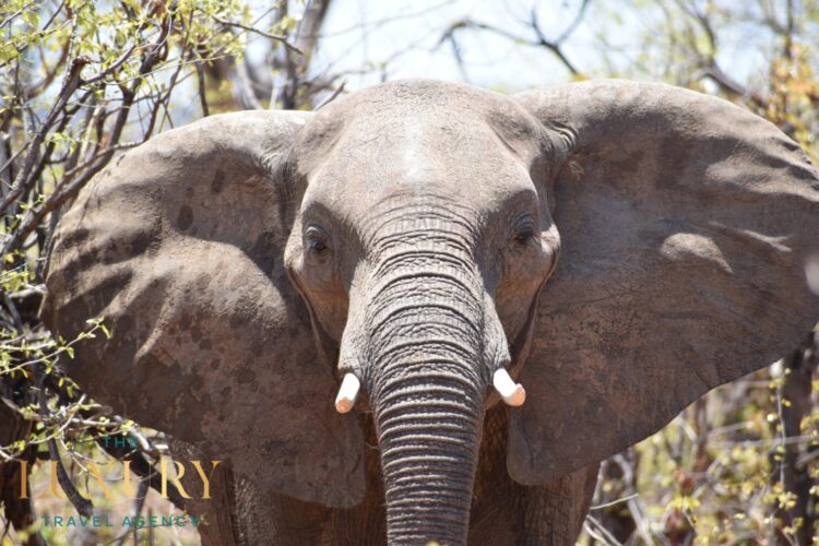 Close-up of an elephant in the wild on a luxury safari in Africa