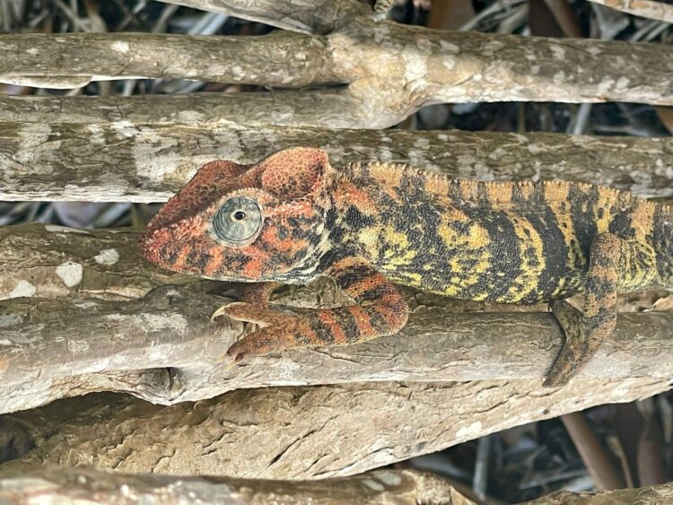 Colorful chameleon perched on tree branches in Madagascar