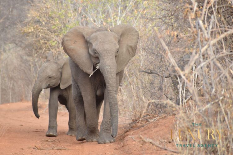 Mother and baby elephant walking along a red dirt path on a luxury safari in Africa