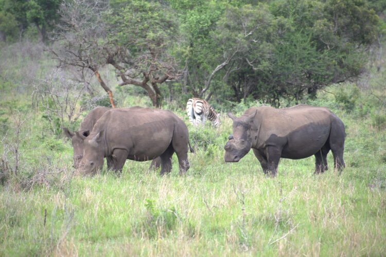 Three rhinos grazing in the grass with a zebra in the background near a thicket