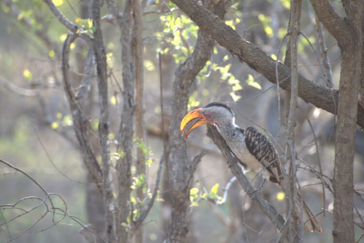Yellow-billed hornbill perched in a tree during a luxury safari in Southern Africa