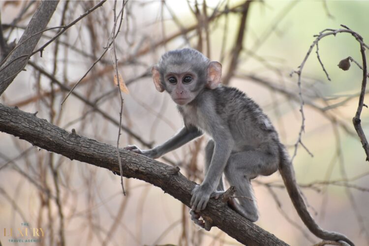Baby vervet monkey in Zambia