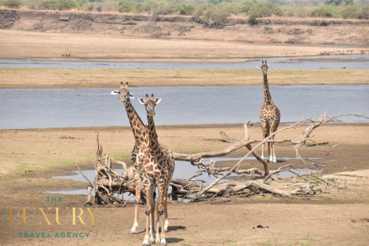 Three giraffes standing near a riverbank with dry branches and shallow water