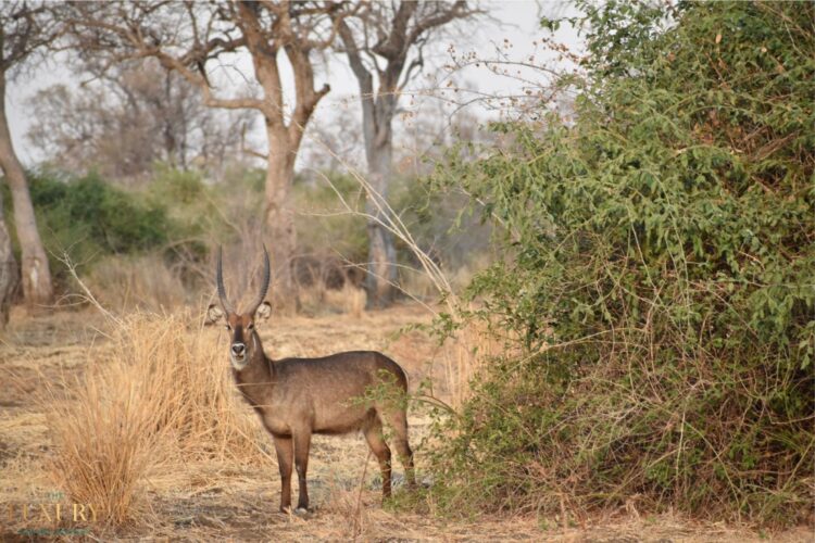 Waterbuck spotted on a luxury safari in Zambia’s South Luangwa National Park