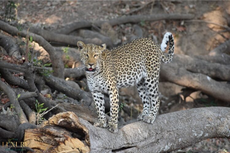 Leopard on a luxury Big Five safari in South Africa, perched on a fallen tree in the bush