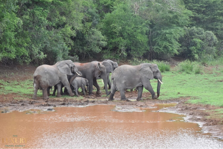 Elephants gathering at a watering hole during a luxury retirement safari in Africa