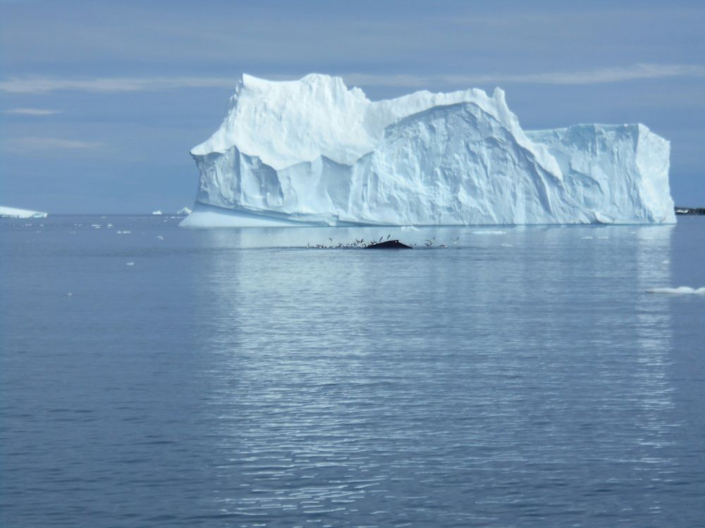 Expedition cruise navigating Antarctic waters during peak exploration season