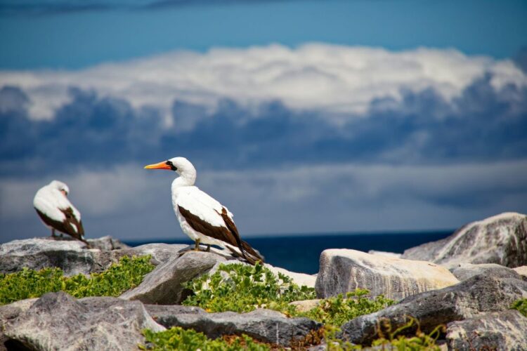 Galápagos Islands August wildlife — Nazca boobies on volcanic rocks ocean backdrop endemic seabird