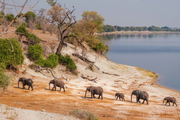 Botswana Chobe River elephant herd dry season August safari — impala and elephants at the water's edge