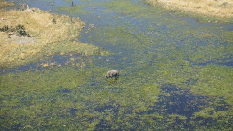 Botswana Okavango Delta aerial view — elephant wading through flooded channels green water plants dry season