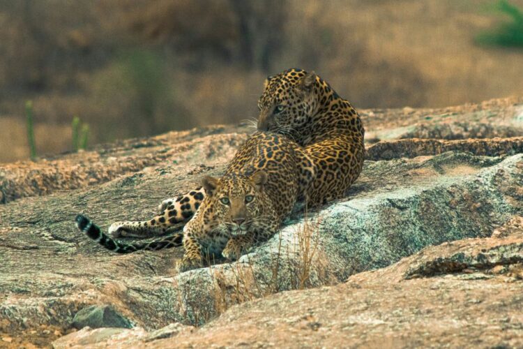luxury India leopard safari Jawai private wildlife experience
