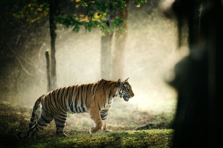 luxury India travel tiger safari private wildlife experience