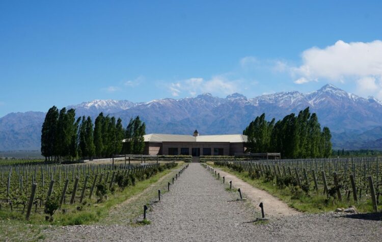 Vineyard rows stretching toward the snow-capped Andes mountains in Mendoza, Argentina.