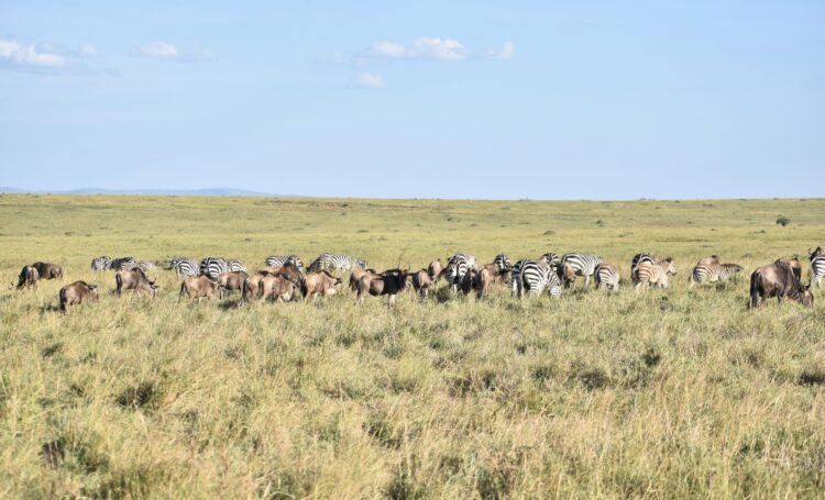 Luxury Kenya and Tanzania safari with zebra and wildebeest migration