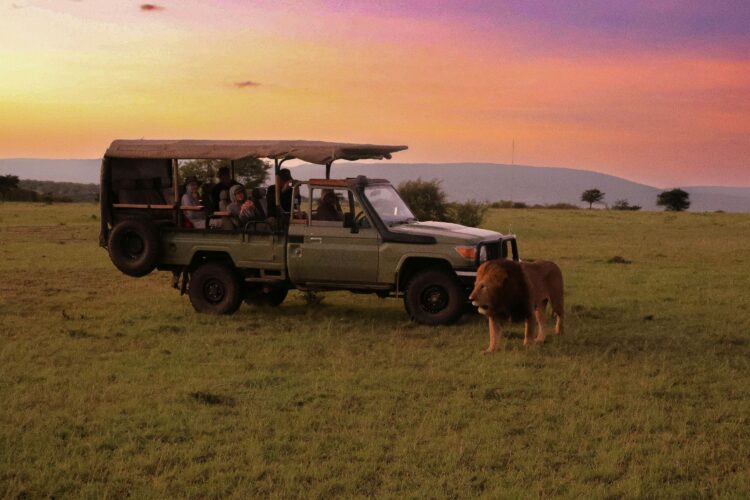 Luxury safari vehicle viewing lion in Africa at sunset