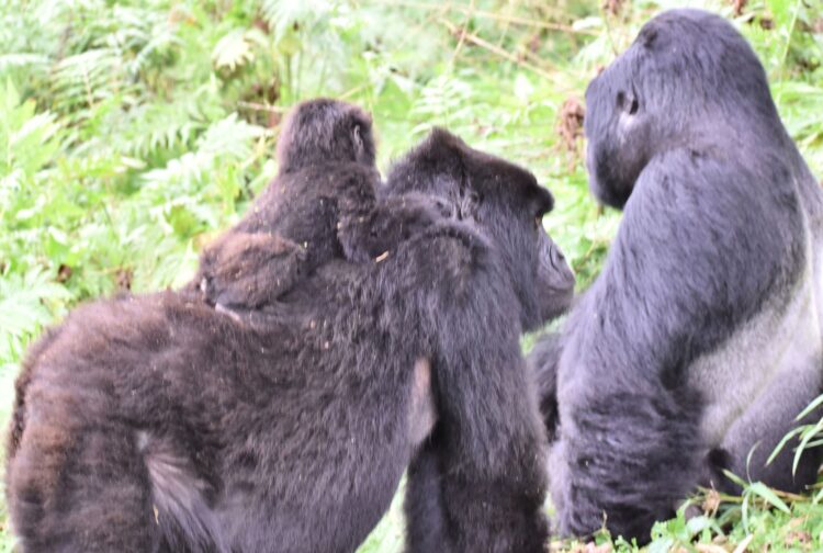 Luxury Rwanda and Uganda gorilla trekking with mountain gorilla family