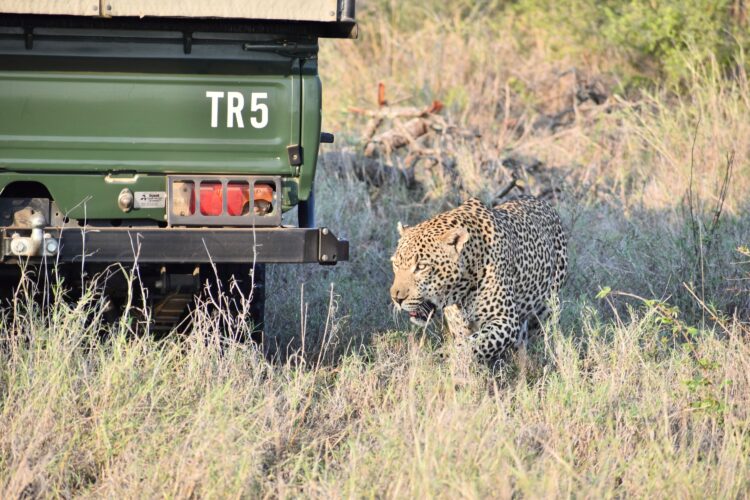 Luxury South Africa safari vehicle viewing leopard in private reserve