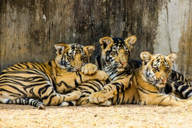 Bengal tiger family in an Indian tiger reserve