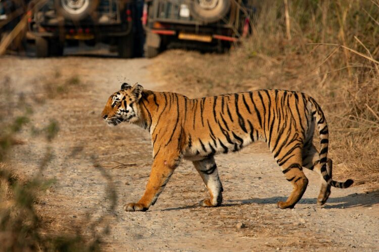 Luxury tiger safari in Ranthambore National Park India