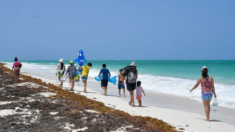 Sargassum seaweed along a Caribbean beach during sargassum season