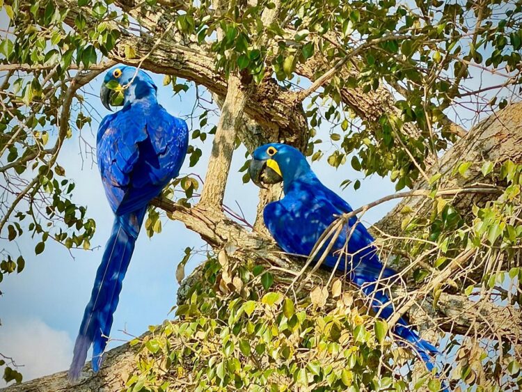 Hyacinth macaws perched in a tree in the Pantanal, Brazil