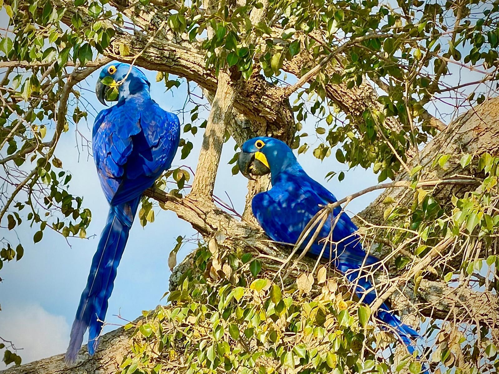 Hyacinth macaws photographed in the southern Pantanal