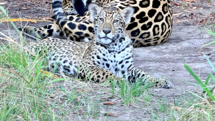 Jaguar resting in the grass in Brazil’s Pantanal